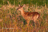 Fawn, Late Evening