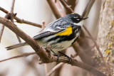 Yellow-Rump Warbler