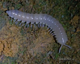 MILLIPEDE  IMG_7962