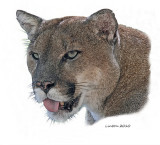 FLORIDA PANTHER DIGITAL ART SKETCH