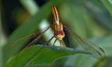 DRAGONFLY3 IMG_0491 72ppi.jpg