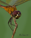 DRAGONFLY  IMG_0504