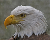 AMERICAN BALD EAGLE (Haliaeetus leucocephalus)