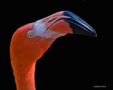 AMERICAN FLAMINGO  (Phoenicopterus ruber)  IMG_2280