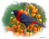 CRIMSON-COLLARED TANAGER