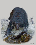 ALASKA BLACK BEAR (Ursus americanus) IMG_1214