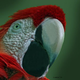 SCARLET MACAW  (Ara macao)  IMG_0257