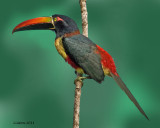 FIERY-BILLED ARACARI (Pteroglossus frantzii)