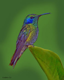 GREEN VIOLETEAR HUMMINGBIRD (Colibri thalassinus)   P1020681