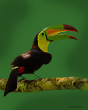 KEEL-BILLED TOUCAN (Ramphastos sulfuratus)