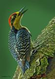 BLACK-CHEEKED WOODPECKER (Melanerpes pucherani)  IMG_4031