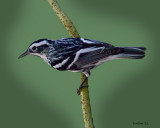 BLACK-AND-WHITE WARBLER (Mniotita varia)