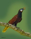 MONTEZUMA OROPENDOLA  (Psarocolius montezuma)  IMG_4084