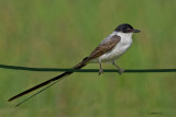 FORK-TAILED FLYCATCHER (Tyrannus savana)  IMG_3656