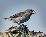 SHARP-BILLED GROUND FINCH (Geospiza nebulosa)  929