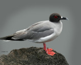 SWALLOW-TAILED GULL  (Creagrus furcatus)  298