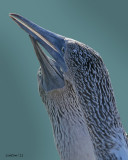 BLUE-FOOTED BOOBY COURTSHIP  808