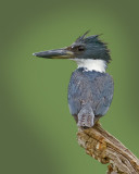 RINGED KINGFISHER (Megaceryle torquata)  IMG_3736 