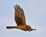 NORTHERN HARRIER (Circus cyaneus)