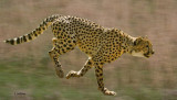 CHEETAH (Acinonyx jubatus)   IMG_0014