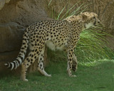 CHEETAH  IMG_0089