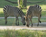 BURCHELLS ZEBRA (Equus quagga burchellii)  IMG_0903 