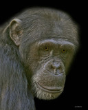 CHIMPANZEE (Pan Troglodytes) IMG_1353 