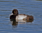 LESSER SCAUP MALE (Aythya affinis)