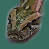 BURMESE PYTHON (Molurus bivittas)