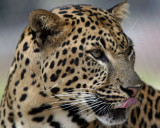 AFRICAN LEOPARD  (Panthera pardus)