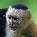 WHITE-FACED CAPUCHIN MONKEY  (Cebus capuchinus)   IMG_0254