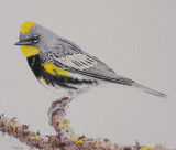 Yellow-rumped (Audubons) Warbler