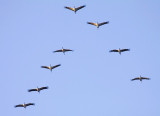 Kraanvogel / Common Crane