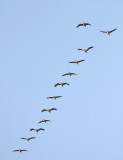 Kraanvogel / Common Crane