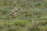 Kaspische Plevier / Caspian Plover