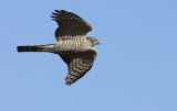 Sperwer / Eurasian Sparrowhawk