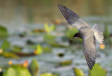 Zwarte Stern / Black Tern