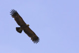 Schreeuwarend / Lesser-spotted Eagle
