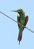 Groene Bijeneter / Blue-cheeked Bee-eater