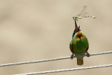 Groene Bijeneter / Blue-cheeked Bee-eater