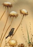 Moabmus / Dead Sea Sparrow