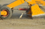 Koereiger / Cattle Egret