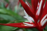 Jardin Botanico - Puerto de la Cruz