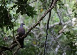 Bolles Laurierduif / Bolles Pigeon - Las Mercedes