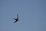 Madeiregierzwaluw / Plain Swift