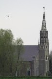 Grijze Wouw / Black-shouldered Kite