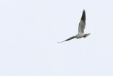 Grijze Wouw / Black-shouldered Kite