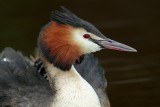 Fuut / Great Crested Grebe