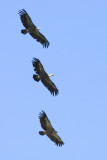 Vale Gier / Griffon Vulture