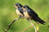 Boerenzwaluw / Barn Swallow